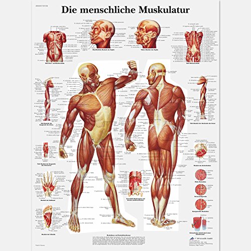 3B Scientific Lehrtafel laminiert - Die menschliche Muskulatur von 3B Scientific