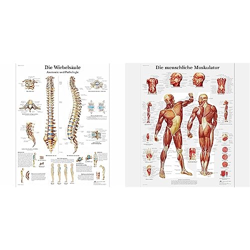 3B Scientific Lehrtafel laminiert - Die menschliche Wirbelsäule & Lehrtafel laminiert - Die menschliche Muskulatur von 3B Scientific