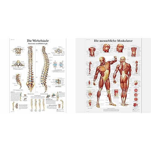 3B Scientific Lehrtafel laminiert - Die menschliche Wirbelsäule & Lehrtafel laminiert - Die menschliche Muskulatur von 3B Scientific