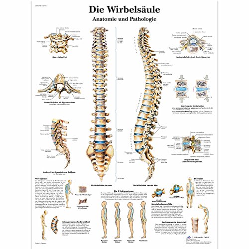 3B Scientific Lehrtafel laminiert - Die menschliche Wirbelsäule 3B Scientific Lehrtafel laminiert - Die menschliche Wirbelsäule von 3B Scientific