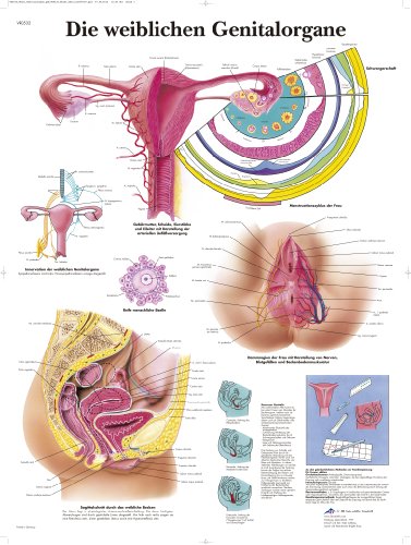 3B Scientific Lehrtafel laminiert - Die weiblichen Genitalorgane von 3B Scientific