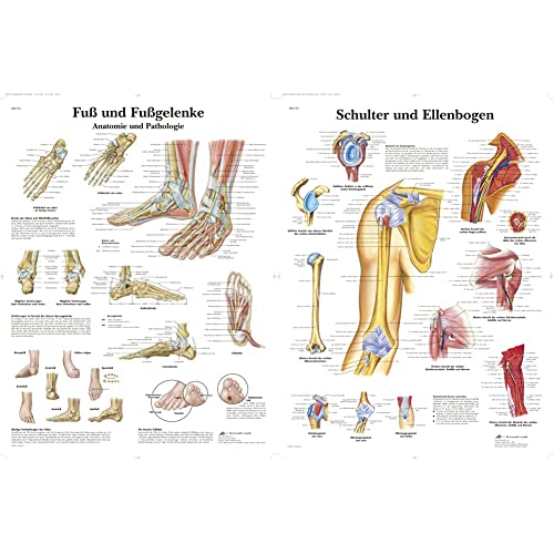 3B Scientific Lehrtafel laminiert - Fuß und Fußgelenke - Anatomie und Pathologie & Lehrtafel - Schulter und Ellenbogen von 3B Scientific