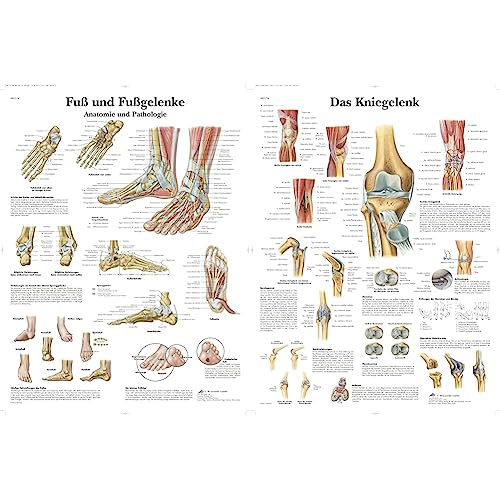 3B Scientific Lehrtafel laminiert - Fuß und Fußgelenke - Anatomie und Pathologie & Lehrtafel laminiert - Das Kniegelenk von 3B Scientific