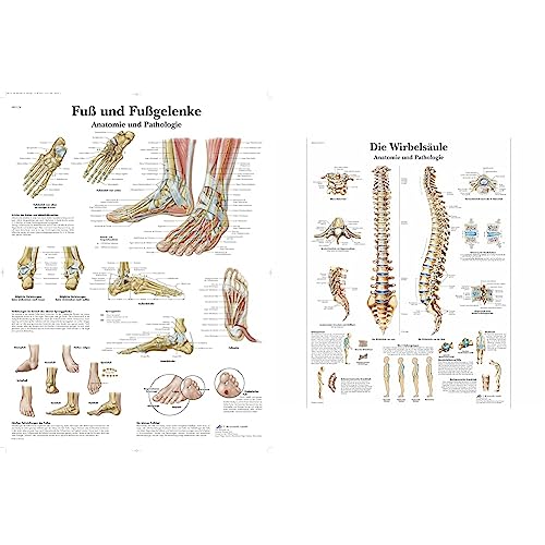 3B Scientific Lehrtafel laminiert - Fuß und Fußgelenke - Anatomie und Pathologie & Lehrtafel laminiert - Die menschliche Wirbelsäule von 3B Scientific