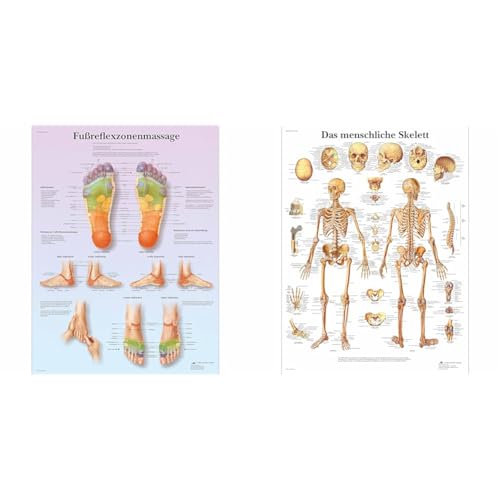3B Scientific Lehrtafel laminiert - Fußreflexzonenmassage, 50 x 67 cm & Lehrtafel laminiert - Das menschliche Skelett von 3B Scientific