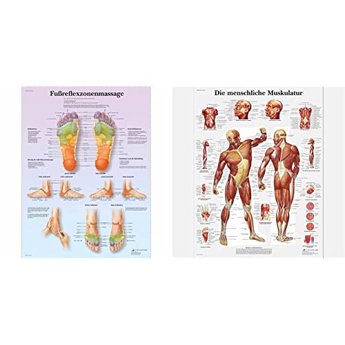3B Scientific Lehrtafel laminiert - Fußreflexzonenmassage, 50 x 67 cm & Lehrtafel laminiert - Die menschliche Muskulatur von 3B Scientific