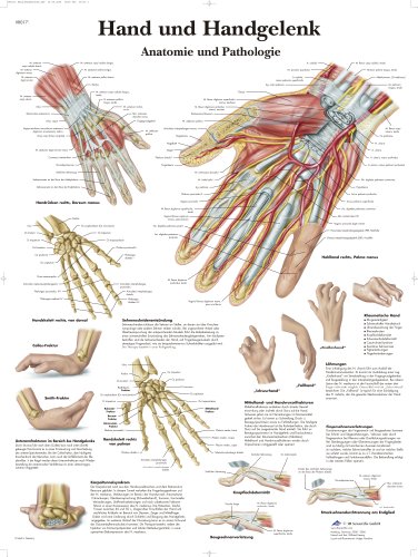 3B Scientific Lehrtafel laminiert - Hand und Handgelenk von 3B Scientific