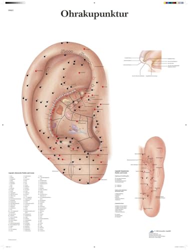 3B Scientific Lehrtafel laminiert - Ohrakupunktur von 3B Scientific