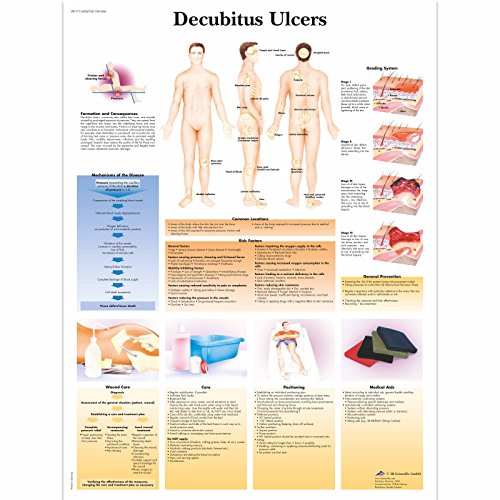 3B Scientific Lehrtaffel - Decubitus Ulcers - Englisch von 3B Scientific