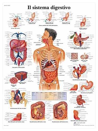 3B Scientific Lehrtaffel - Il sistema digestivo - Italienisch von 3B Scientific