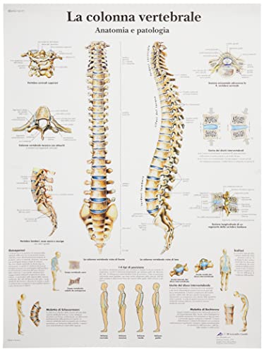 3B Scientific Lehrtaffel - La colonna vertebrale - Italienisch von 3B Scientific