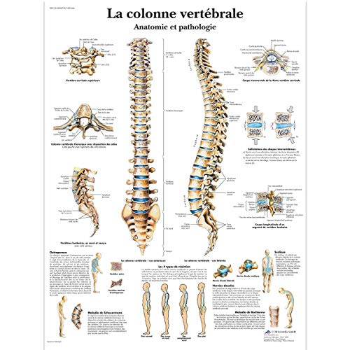 3B Scientific Lehrtaffel - La colonne vertébrale - Französisch von 3B Scientific