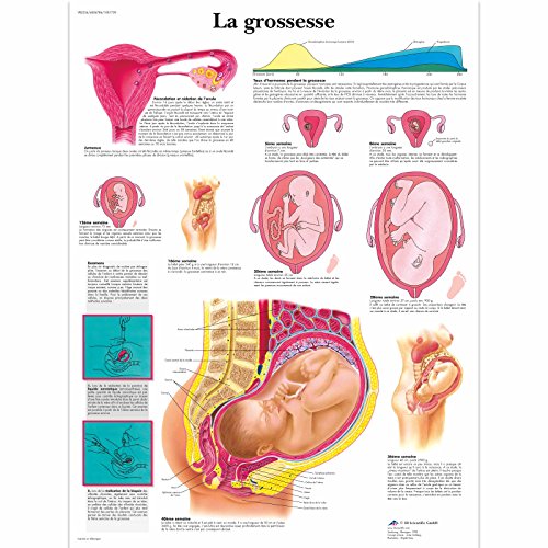 3B Scientific Lehrtaffel - La grossesse - Französisch von 3B Scientific