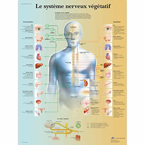 3B Scientific Lehrtaffel - Le système nerveux végétatif - Französisch von 3B Scientific