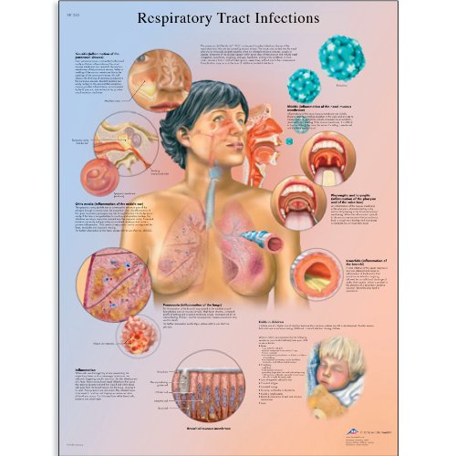 3B Scientific Lehrtaffel - Respiratory Tract Infections - Englisch von 3B Scientific