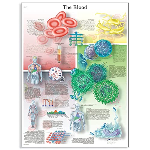 3B Scientific Lehrtaffel - The Blood Chart - Englisch von 3B Scientific