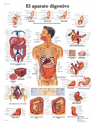 3B Scientific Lehrtaffel laminiert - El aparato digestivo - Spanisch von 3B Scientific