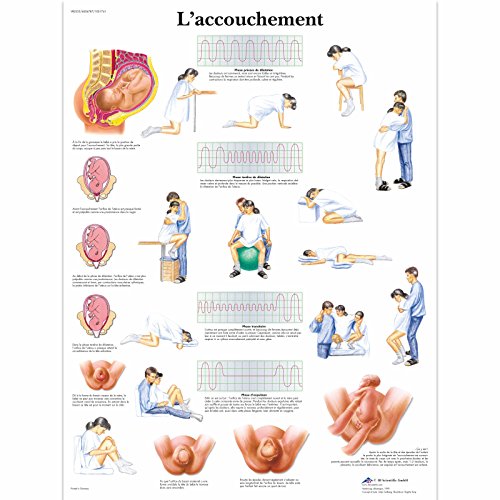 3B Scientific Lehrtaffel laminiert - L'accouchement - Französisch von 3B Scientific