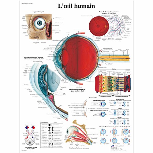 3B Scientific Lehrtaffel laminiert - L'œil humain - Französisch von 3B Scientific