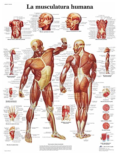 3B Scientific Lehrtaffel laminiert - La Musculatura humana - Spanisch von 3B Scientific