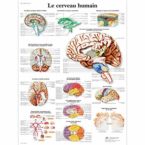 3B Scientific Lehrtaffel laminiert - Le cerveau humain - Französisch von 3B Scientific