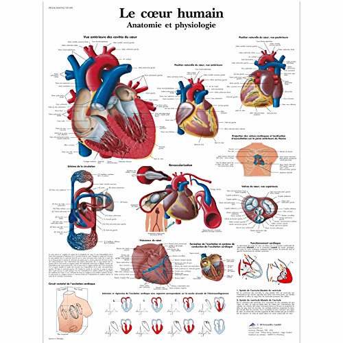 3B Scientific Lehrtaffel laminiert - Le cœur humain - Französisch von 3B Scientific