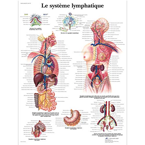 3B Scientific Lehrtaffel laminiert - Le système lymphatique - Französisch von 3B Scientific