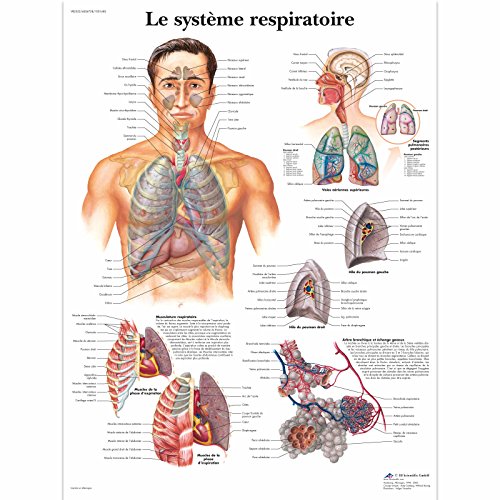 3B Scientific Lehrtaffel laminiert - Le système respiratoire - Französisch von 3B Scientific