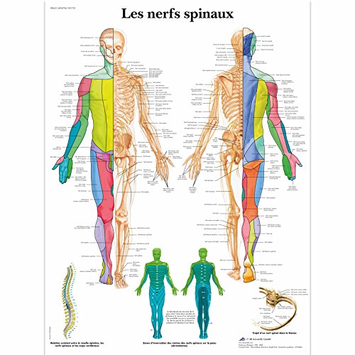 3B Scientific Lehrtaffel laminiert - Les nerfs spinaux - Französisch 3B Scientific Lehrtaffel laminiert - Les nerfs spinaux - Französisch von 3B Scientific