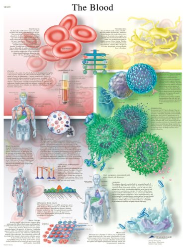 3B Scientific Lehrtaffel laminiert - The Blood - Englisch von 3B Scientific