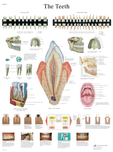 3B Scientific Lehrtaffel laminiert - The Teeth - Englisch von 3B Scientific