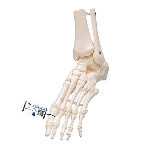 3B Scientific Loses Fuß- und Knöchelskelett-Modell + kostenlose Anatomie App - 3B Smart Anatomy von 3B Scientific
