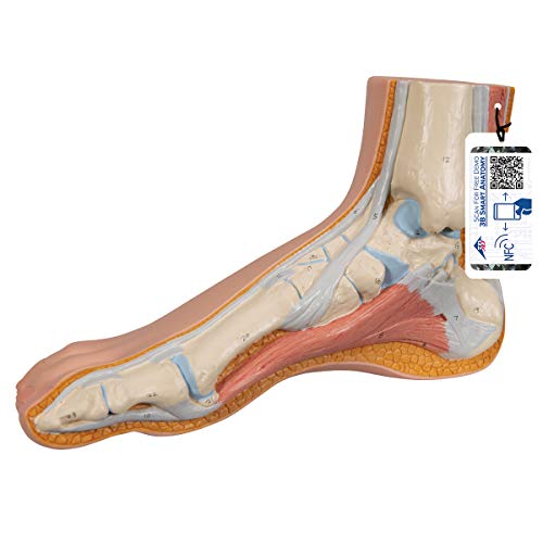 3B Scientific M30 Modell eines normalen Fußes + kostenlose Anatomie App - 3B Smart Anatomy - 3B Smart Anatomy von 3B Scientific