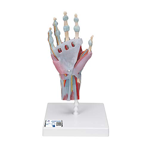 3B Scientific M33/1 Hand-Skelett-Modell mit Bändern und Muskeln + kostenlose Anatomie App - 3B Smart Anatomy 3B Scientific M33/1 Hand-Skelett-Modell mit Bändern und Muskeln + kostenlose Anatomie App - 3B Smart Anatomy von 3B Scientific