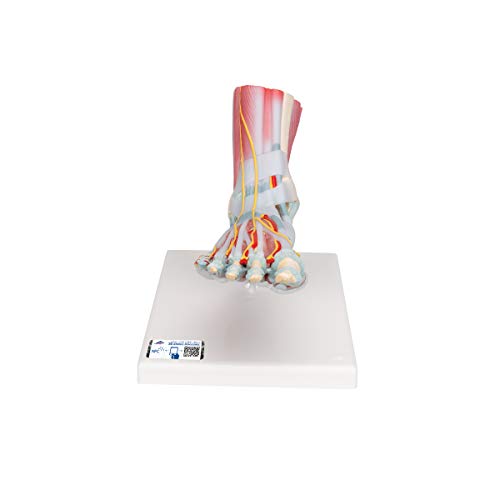 3B Scientific M34/1 Skelettmodell des Fuß mit Bändern und Muskeln + kostenloser Anatomie-Software - 3B Smart Anatomy von 3B Scientific