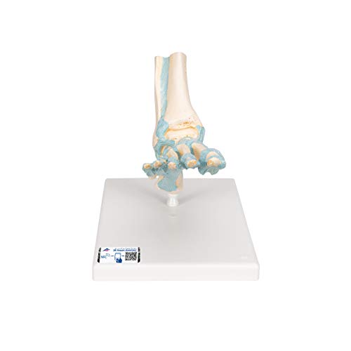 3B Scientific M34 Fuß-Skelett-Modell mit Bändern + kostenlose Anatomie App - 3B Smart Anatomy von 3B Scientific