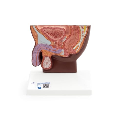 3B Scientific Männlicher Beckenschnitt Modell, ½ Größe, dunkle Hautfarbe - 3B Smart Anatomy von 3B Scientific