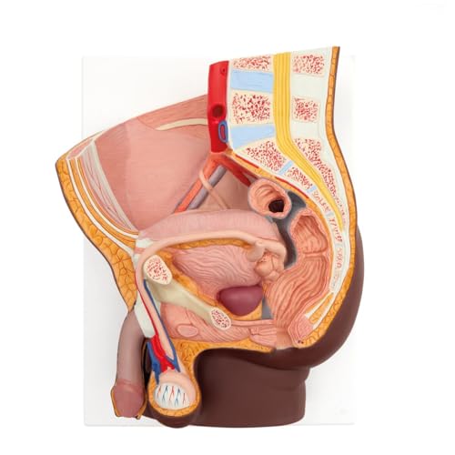 3B Scientific Männliches Becken Modell, 2-teilig, dunkle Hautfarbe - 3B Smart Anatomy von 3B Scientific