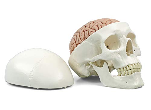 3B Scientific Menschliche Anatomie - A20/9 Klassik-Schädel mit Gehirn, 8-teilig + kostenlose Anatomie App - 3B Smart Anatomy 3B Scientific Menschliche Anatomie - A20/9 Klassik-Schädel mit Gehirn, 8-teilig + kostenlose Anatomie App - 3B Smart Anatomy von 3B Scientific