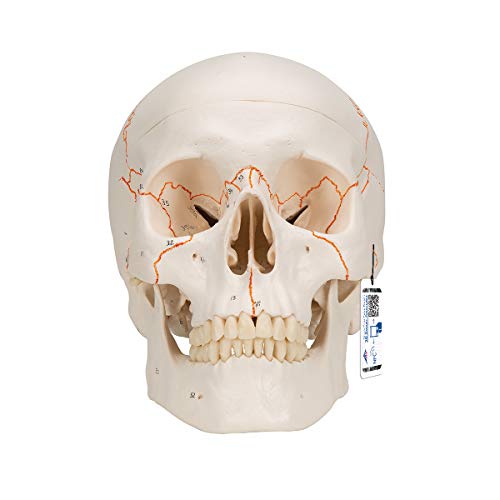 3B Scientific Menschliche Anatomie - A21 Klassik-Schädel, 3-teilig + kostenlose Anatomie App - 3B Smart Anatomy 3B Scientific Menschliche Anatomie - A21 Klassik-Schädel, 3-teilig + kostenlose Anatomie App - 3B Smart Anatomy von 3B Scientific