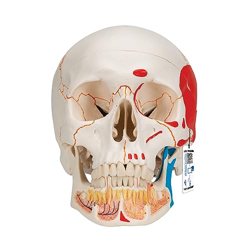 3B Scientific Menschliche Anatomie - A22/1 Klassik-Schädelmodell mit eröffnetem Unterkiefer mit magnetischen Verbindungen, bemalt, 3-teilig + kostenlose Anatomie App - 3B Smart Anatomy von 3B Scientific