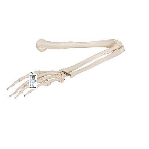 3B Scientific Menschliche Anatomie - Armskelett + kostenlose Anatomie App - 3B Smart Anatomy 3B Scientific Menschliche Anatomie - Armskelett + kostenlose Anatomie App - 3B Smart Anatomy von 3B Scientific