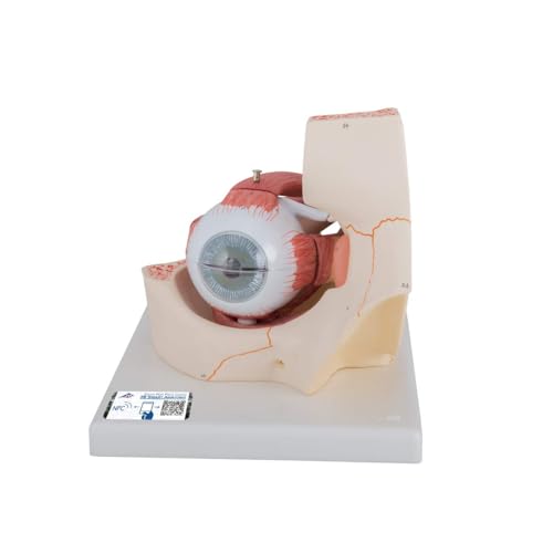 3B Scientific Menschliche Anatomie - Auge, 3-fache Größe, 7-teilig + kostenlose Anatomie App - 3B Smart Anatomy 3B Scientific Menschliche Anatomie - Auge, 3-fache Größe, 7-teilig + kostenlose Anatomie App - 3B Smart Anatomy von 3B Scientific