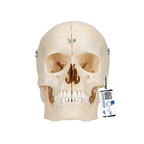 3B Scientific Menschliche Anatomie - BONElike ™ Knöchernes Schädelmodell, 6-teilig + kostenlose Anatomie App - 3B Smart Anatomy von 3B Scientific