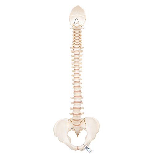 3B Scientific Menschliche Anatomie - BONElike ™ Wirbelsäule + kostenlose Anatomie App - 3B Smart Anatomy von 3B Scientific