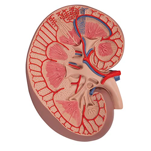 3B Scientific Menschliche Anatomie - Basis-Version Nierenschnitt, 3-fache Größe + kostenlose Anatomie App - 3B Smart Anatomy von 3B Scientific