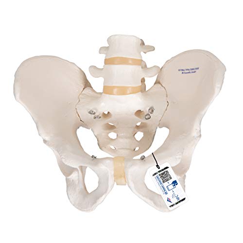 3B Scientific Menschliche Anatomie - Becken-Skelettmodell, männlich + kostenlose Anatomie App - 3B Smart Anatomy von 3B Scientific