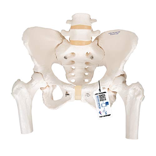 3B Scientific Menschliche Anatomie - Becken-Skelettmodell, weiblich, mit Oberschenkelstümpfen + kostenlose Anatomie App - 3B Smart Anatomy, A62 von 3B Scientific