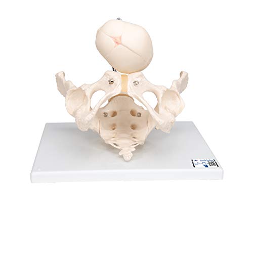 3B Scientific Menschliche Anatomie - Becken zur Demonstration der Geburt + kostenlose Anatomie App - 3B Smart Anatomy, L30 3B Scientific Menschliche Anatomie - Becken zur Demonstration der Geburt + kostenlose Anatomie App - 3B Smart Anatomy, L30 von 3B Scientific