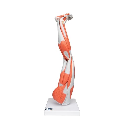 3B Scientific Menschliche Anatomie - Beinmuskel Modell, 9-teilig + kostenlose Anatomie App - 3B Smart Anatomy von 3B Scientific
